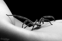 Kessie - Spider Woman