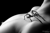 Kessie - Spider Woman
